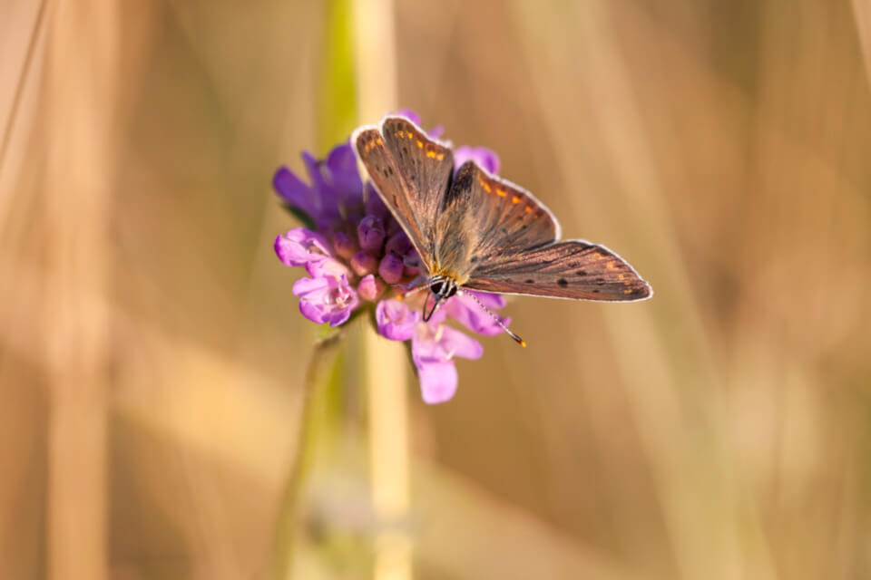 O Significado Da Borboleta Para Sua Vida Espiritual Wemystic Brasil