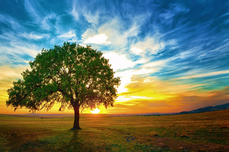 Genealogical Tree: Discover Your Ancestors - Wemystic