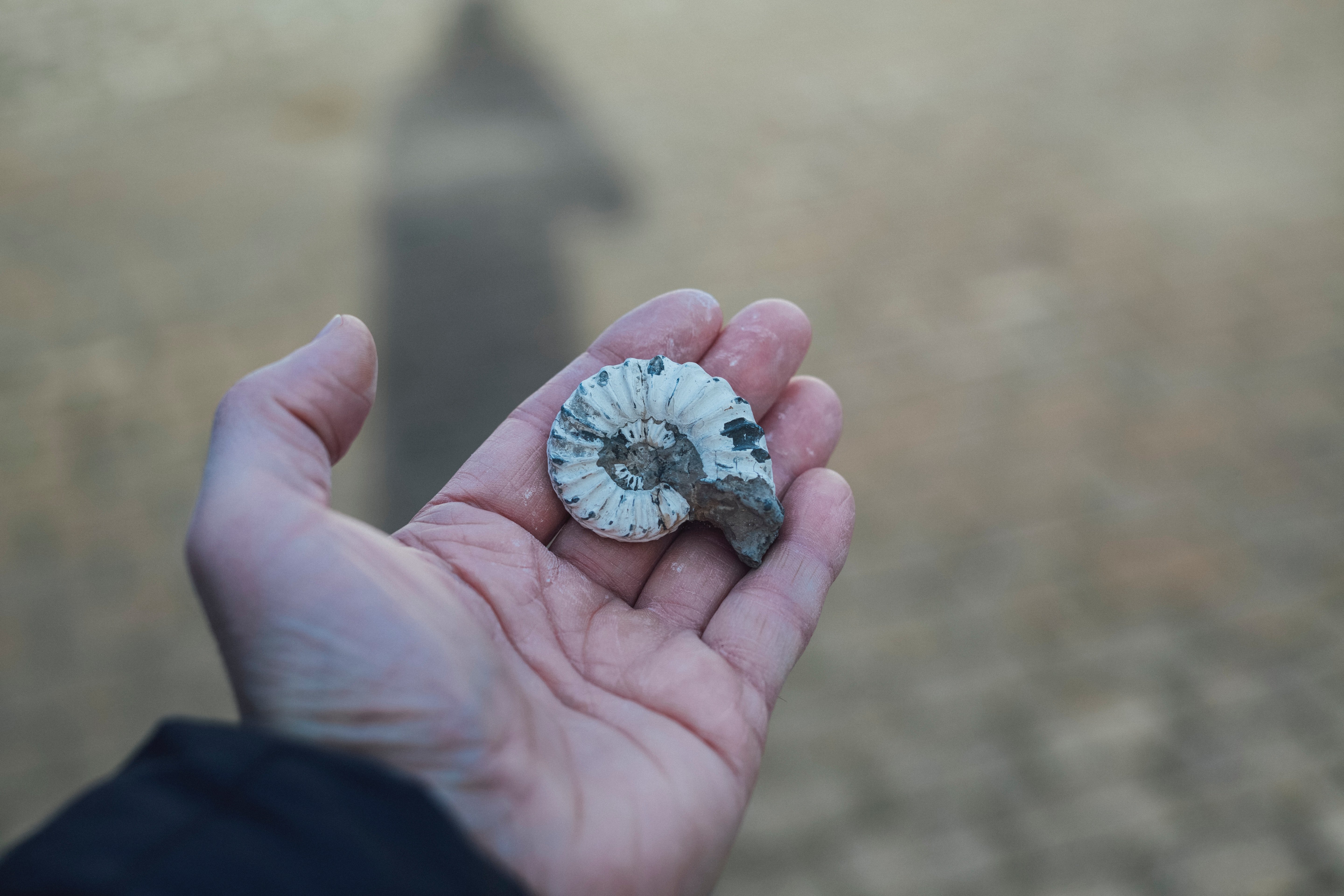 ammonite