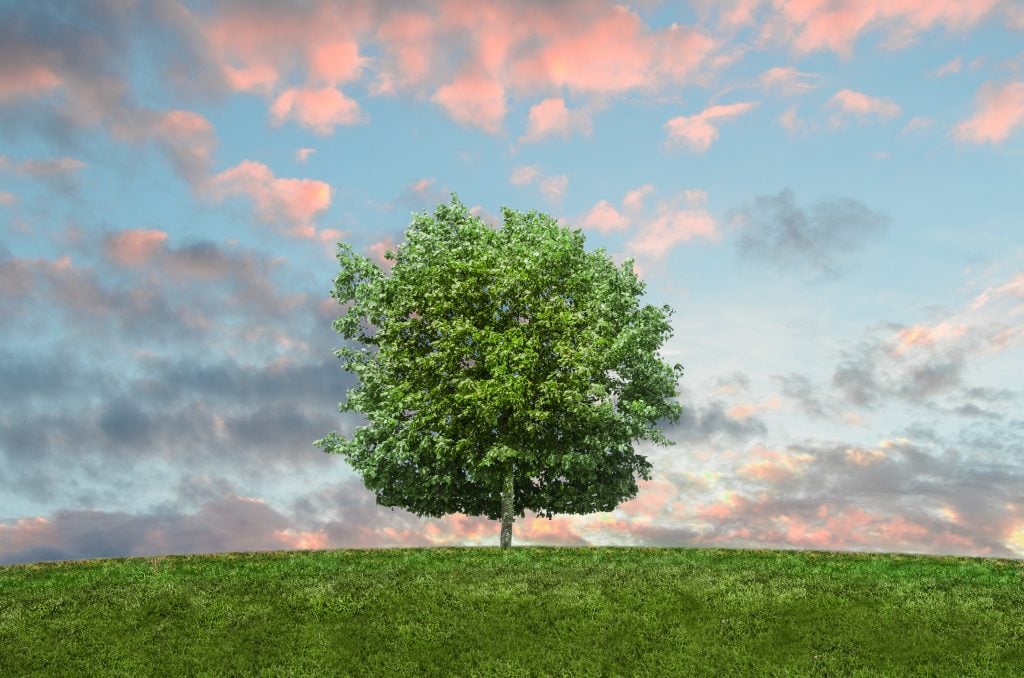 tree of life