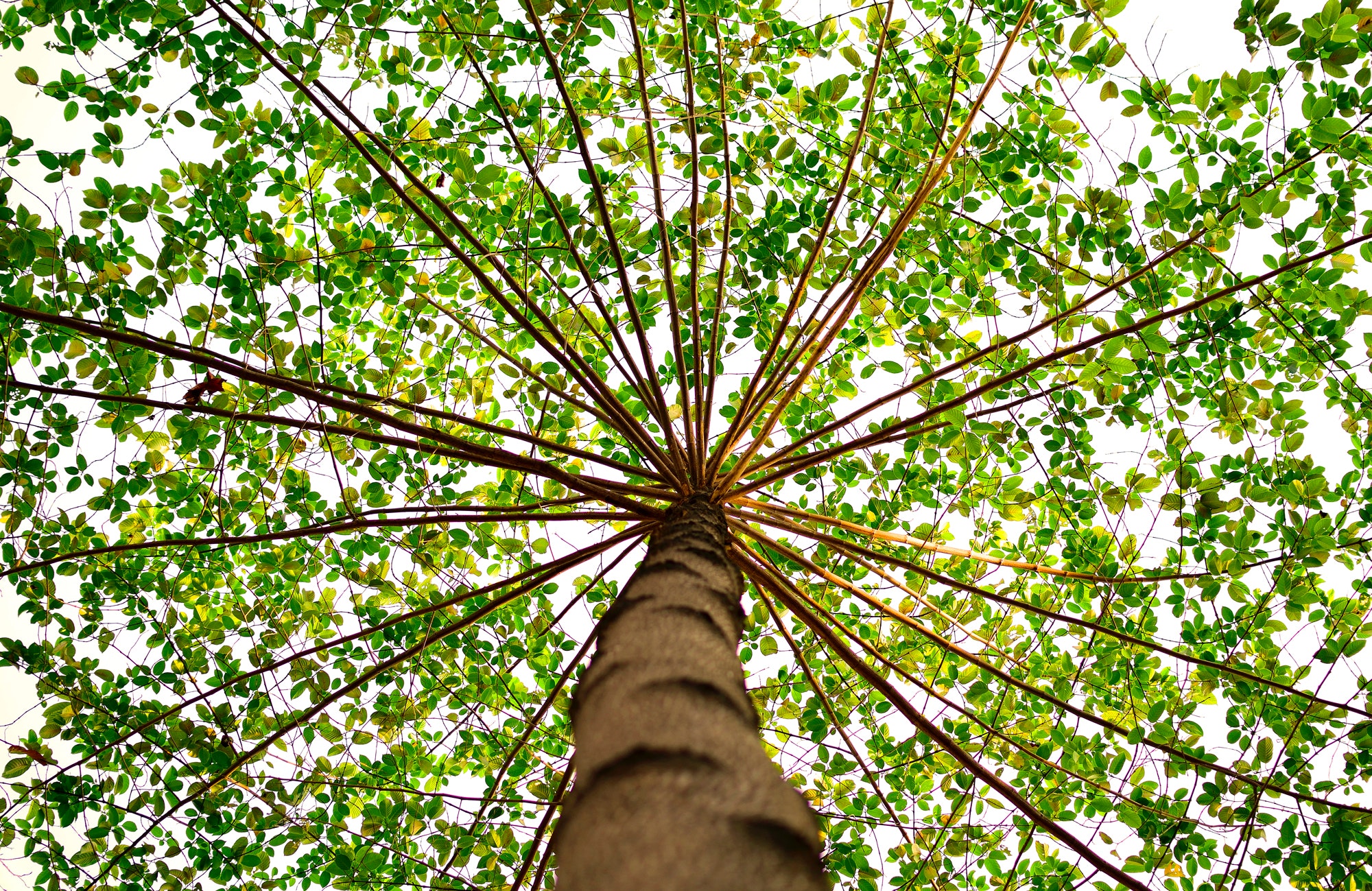 Tree of Life: everything you need to know - WeMystic