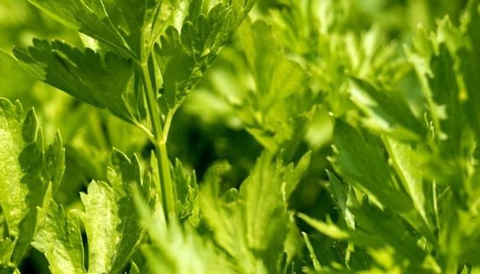 Conoce los beneficios curativos de la Anamu