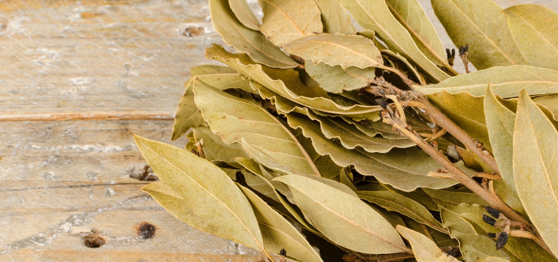 Rituales con laurel para atraer buenas energías y prosperidad WeMystic
