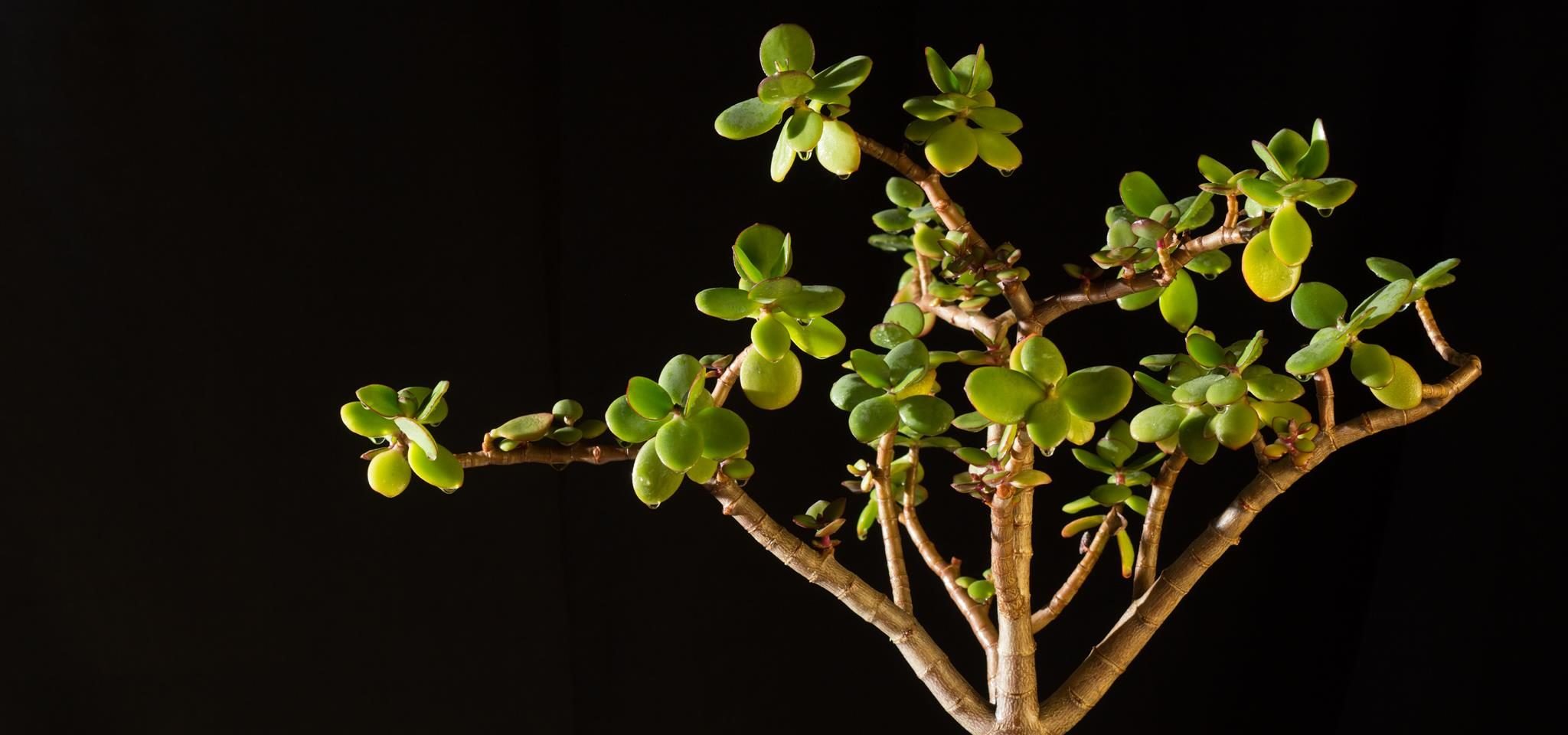 Planta de jade, Conozca el árbol de la riqueza - WeMystic