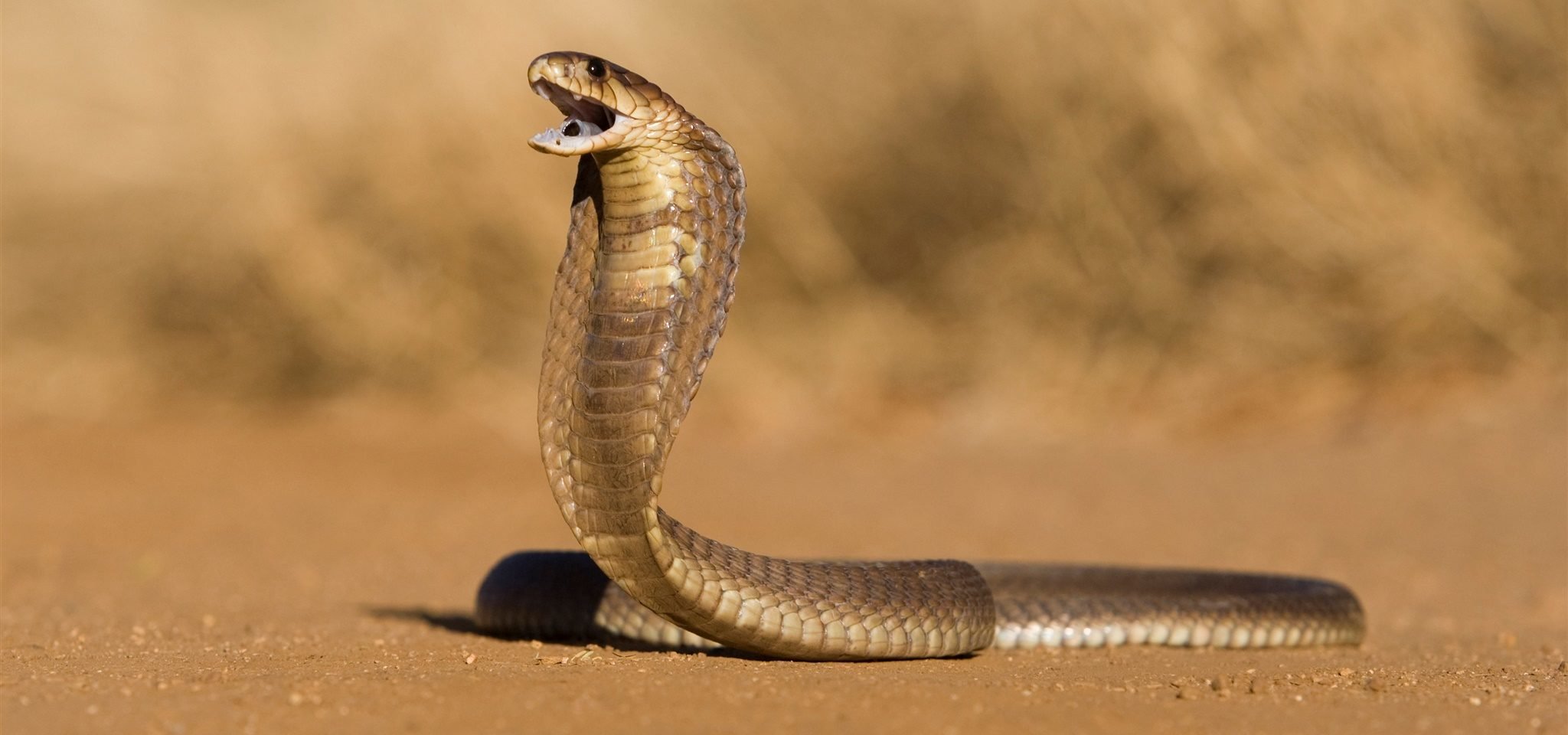 Ouroboros: la máxima perfección en todas las culturas Ouroboros: la máxima perfección en todas las culturas