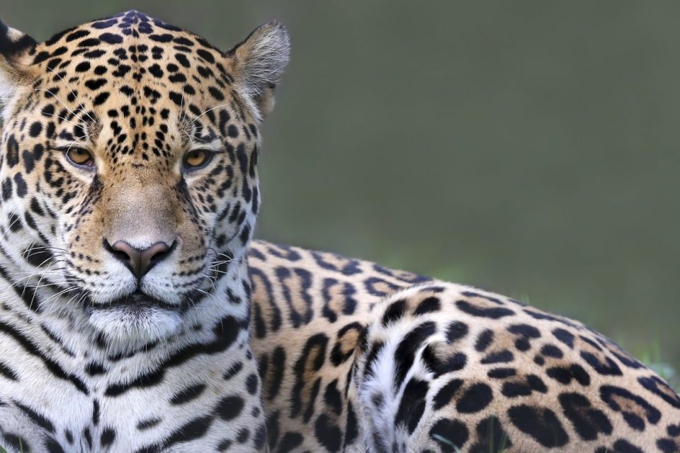 Maya the jaguar