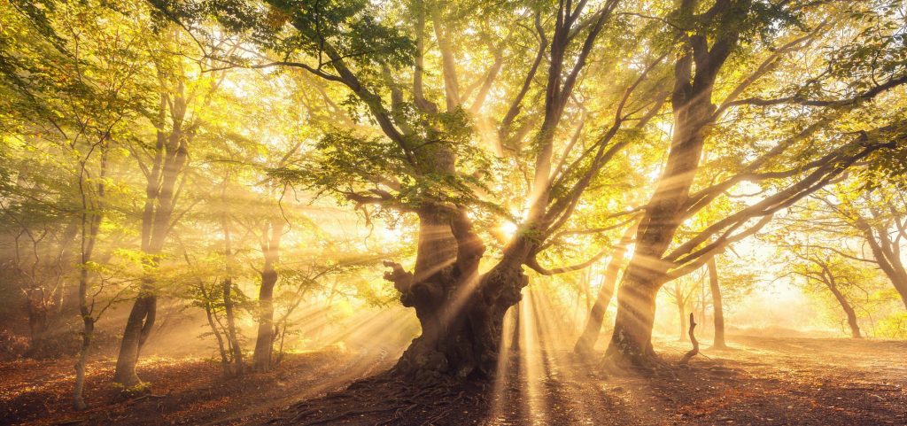 Árboles sagrados en la astrología celta