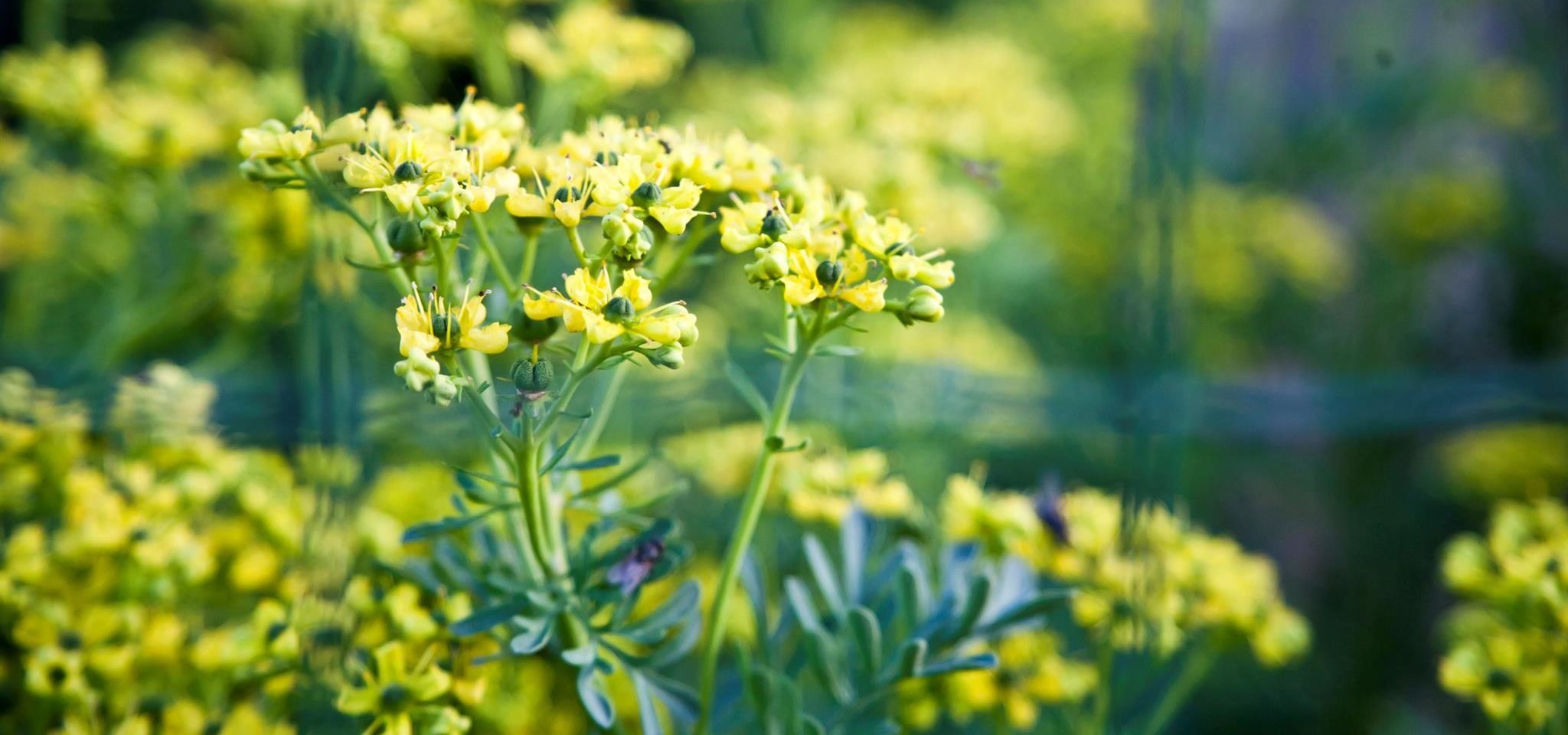 botiquin-herbolario-ruda