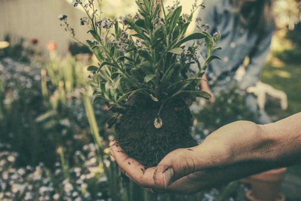 The best Moon for gardening in 2021 - WeMystic