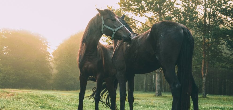 Soñar con caballos, conoce el significado - WeMystic