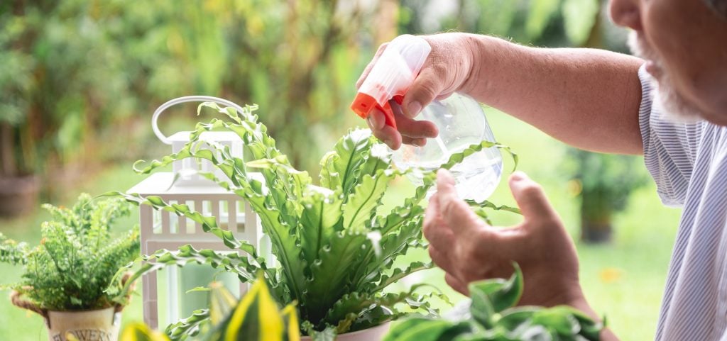 Cuidados de la planta del incienso