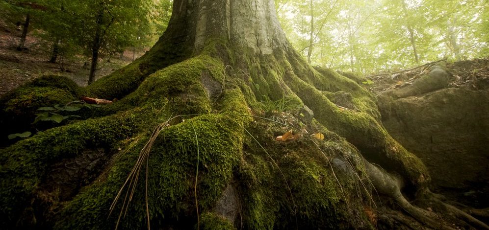 Raíces de Yggdrasil