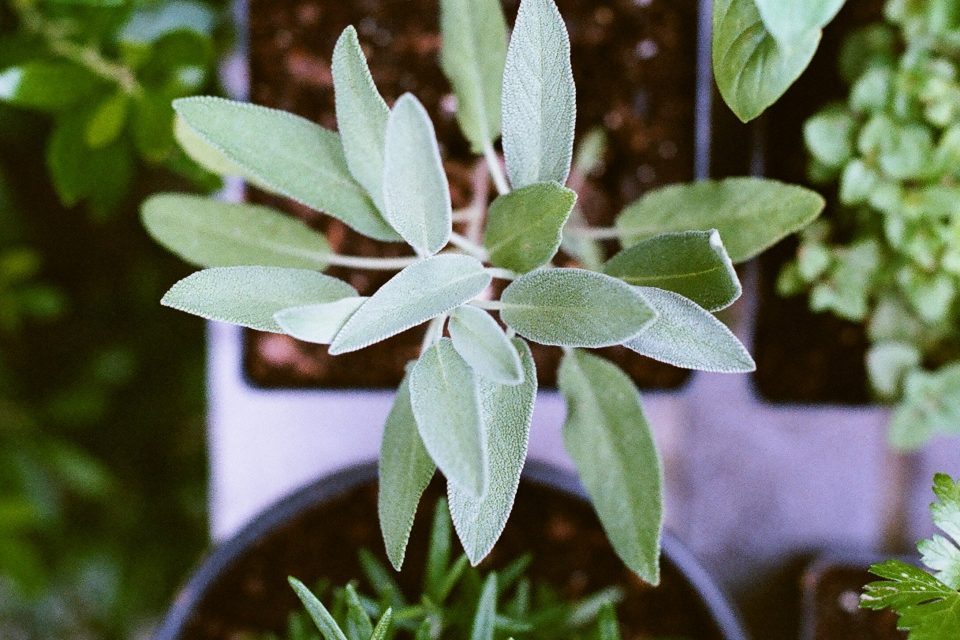 Bay Leaves An Ancient Herb With Strong Powers Wemystic