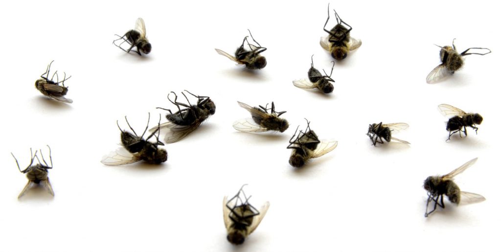 Soñar con moscas y significado de sus variantes