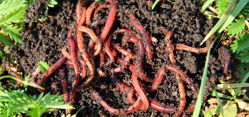 Veamos ahora los significados más comunes de soñar con lombrices