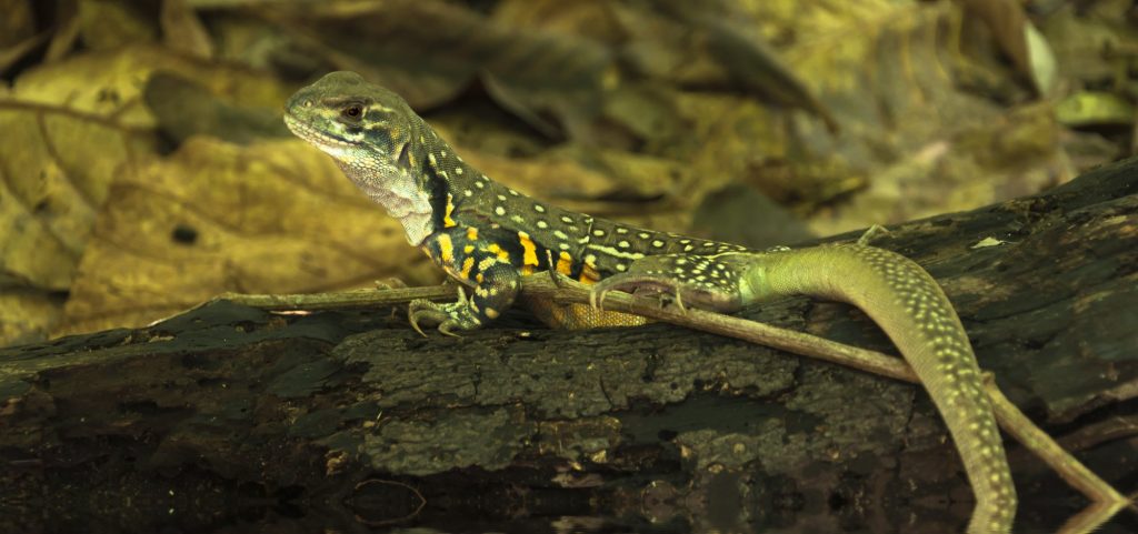 Distintos sueños con lagartos, y sus diferentes interpretaciones