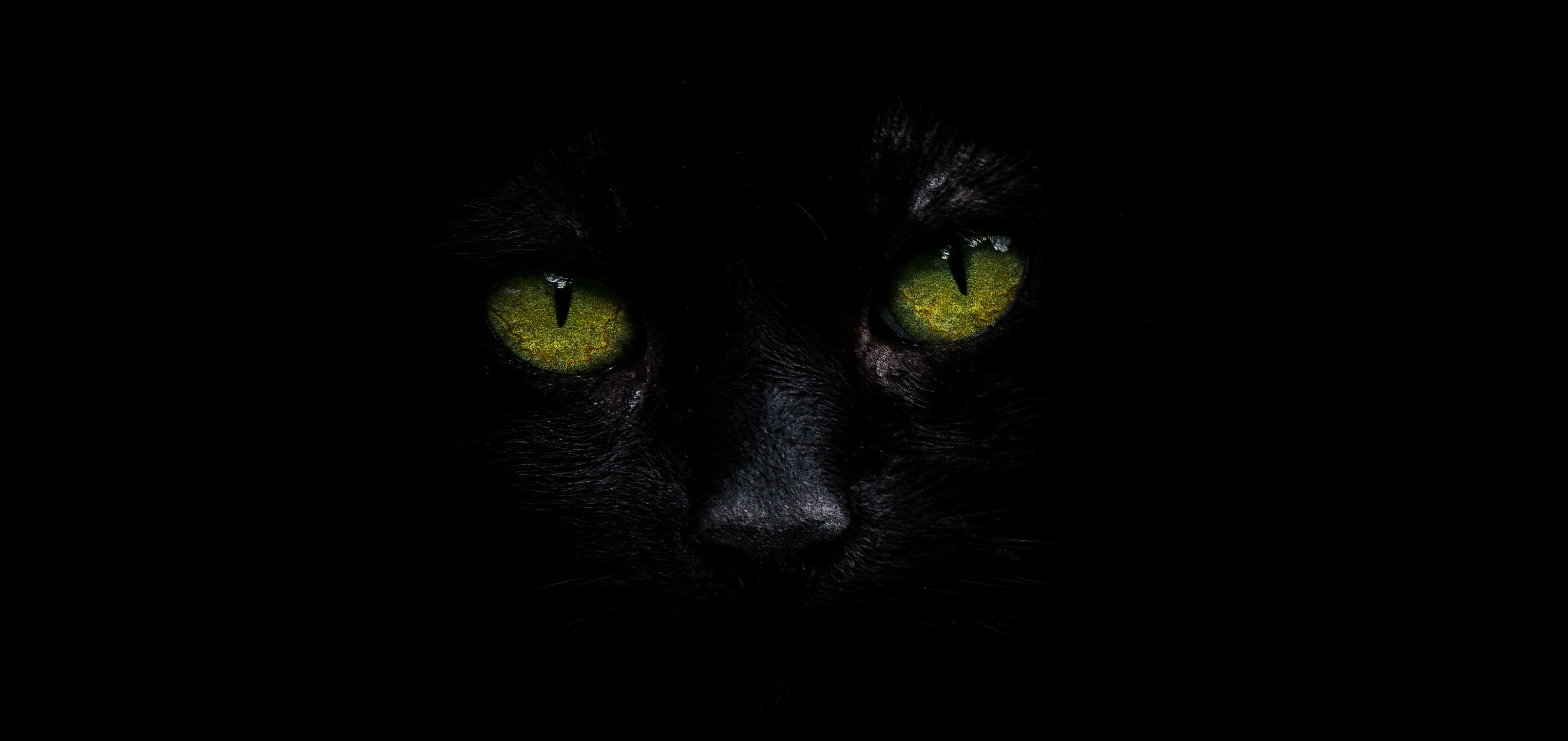 El verdadero significado de gato negro - WeMystic