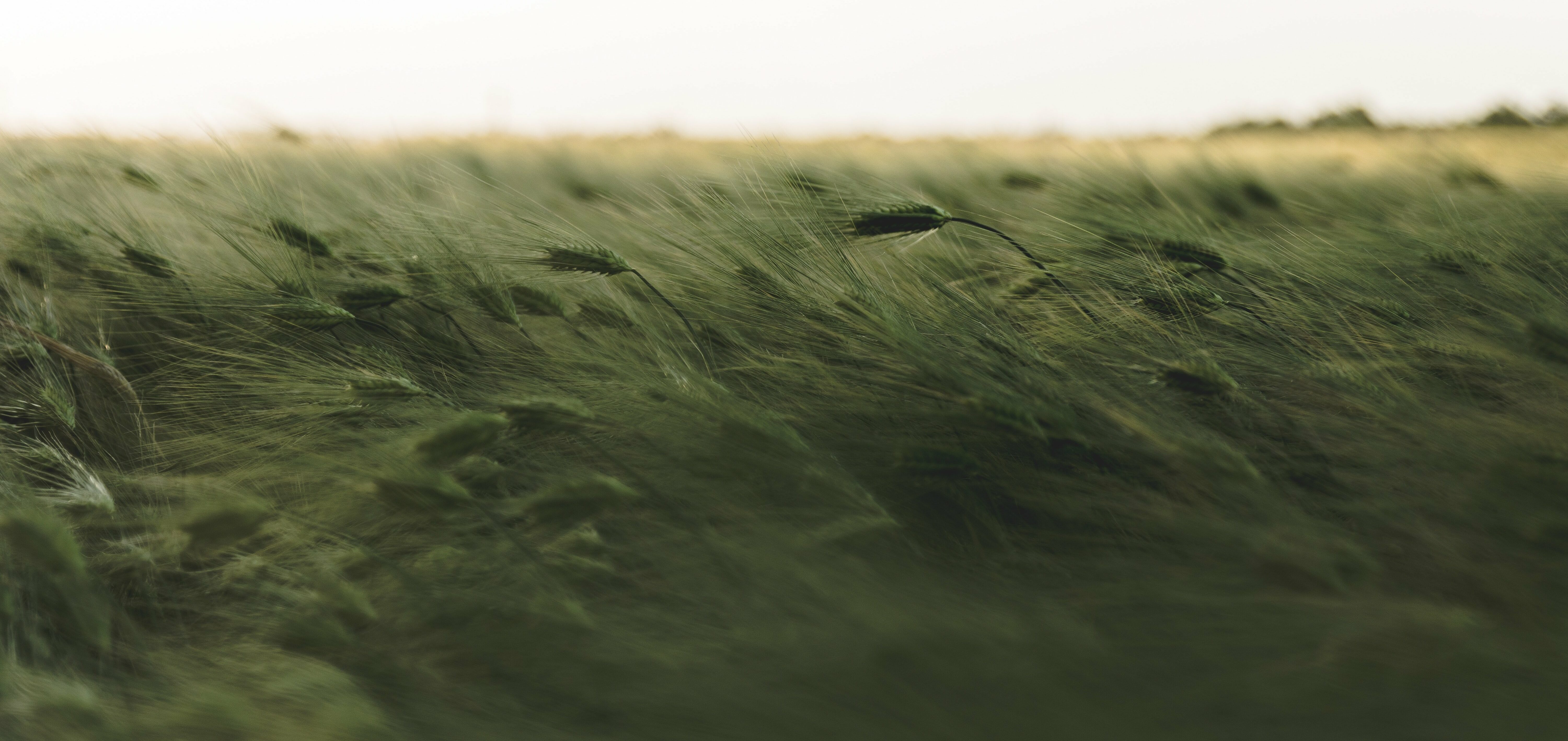 The wind. Зелёное ветренное небо-. Ветреный зелёный. Strong Wind grass. Wind Sound.