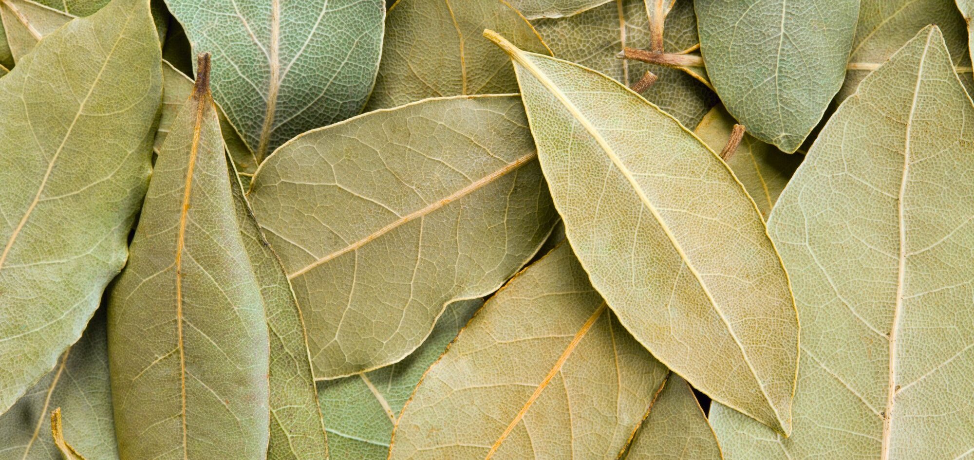 How to attract money with bay leaves - WeMystic