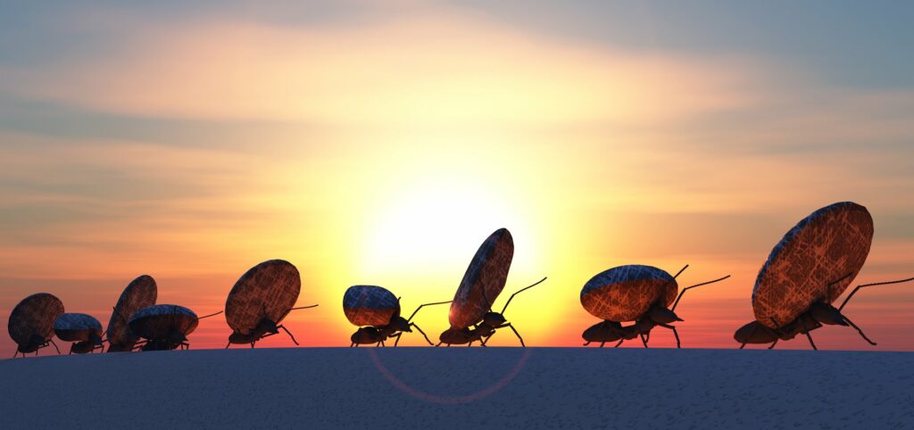 Soñar con hormigas y el significado de sus variantes