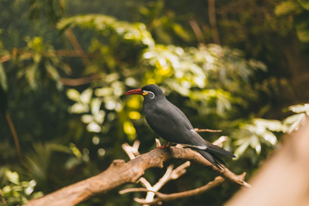 understanding-birds-as-omens-and-signs-wemystic