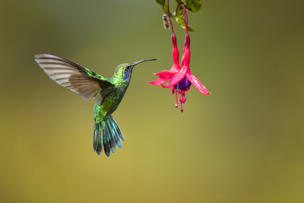 The spiritual power of hummingbirds - WeMystic