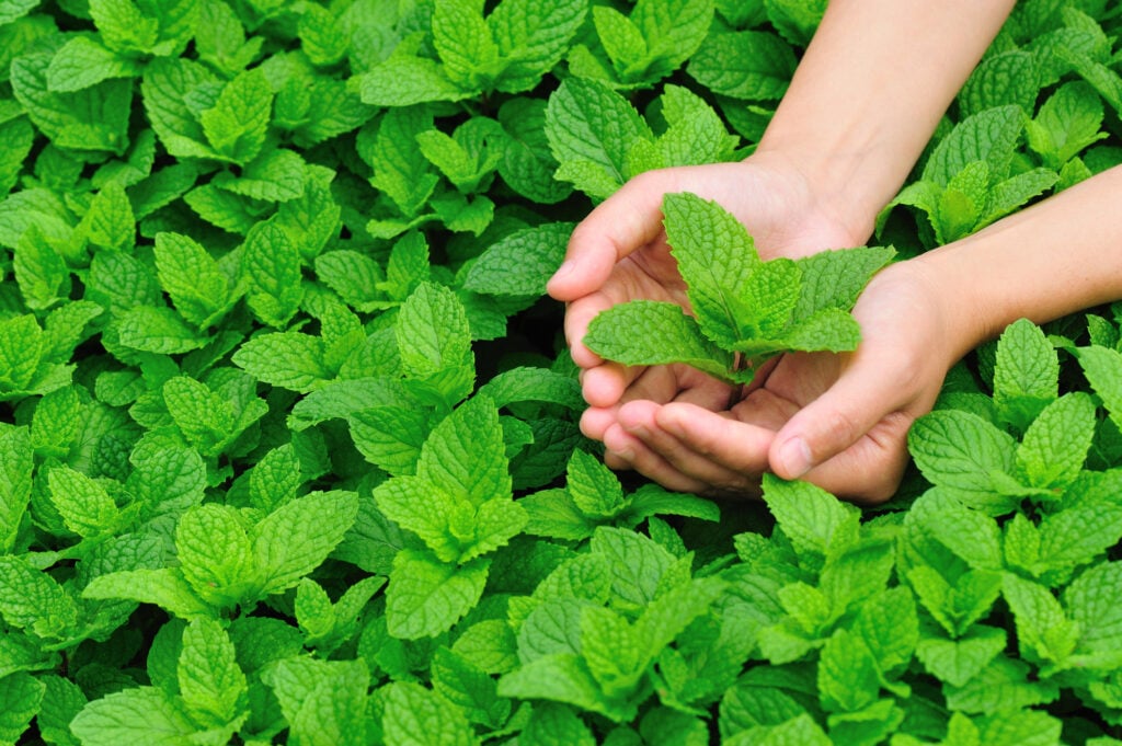 Peppermint: uses and benefits - WeMystic