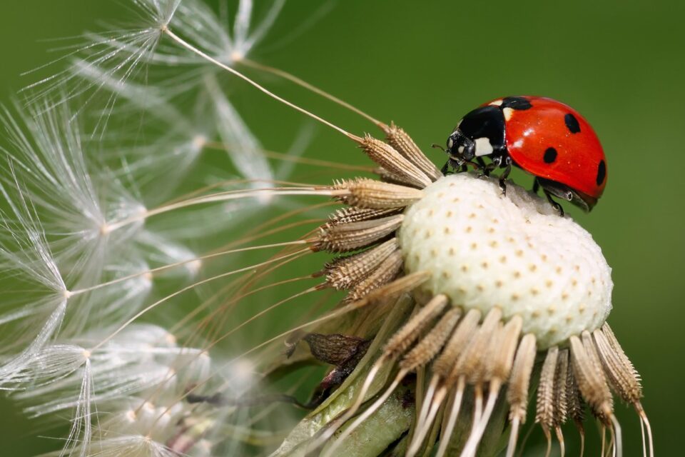 What Does Ladybugs Mean