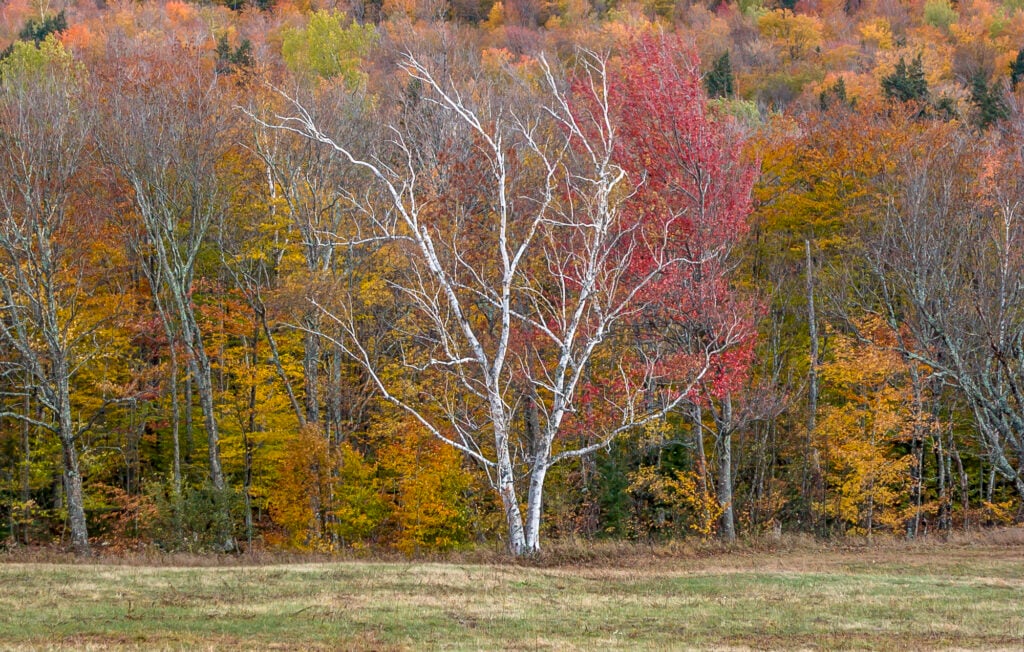 Simbolismo del abedul