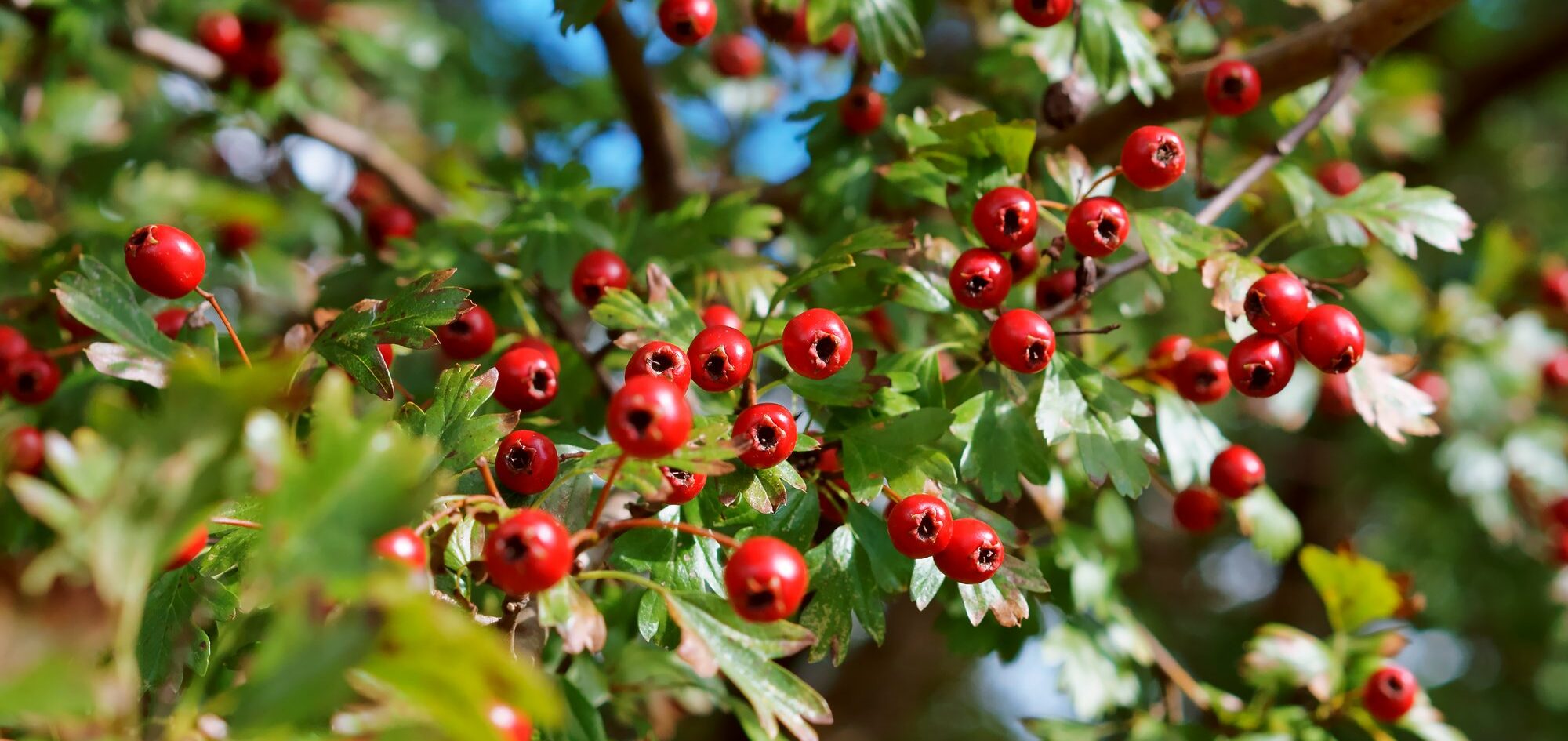 The symbolism of hawthorn tree - WeMystic