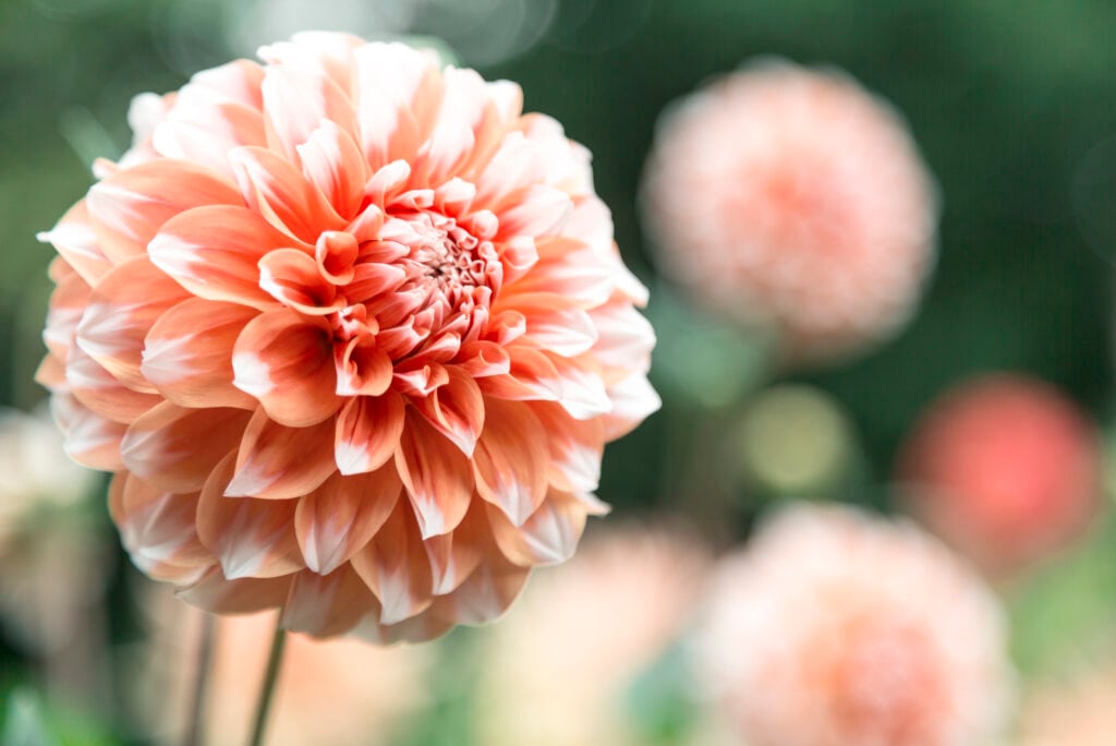 Oracle of the flowers