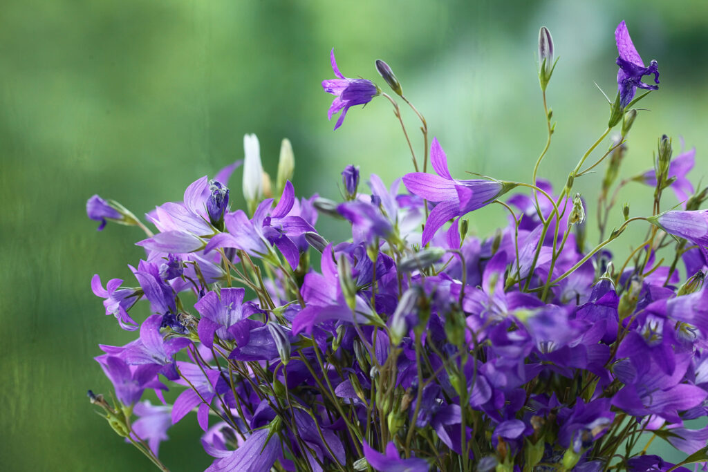 Oracle of the flowers