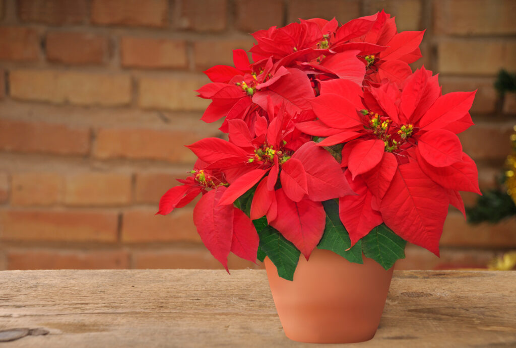 Oracle of the flowers