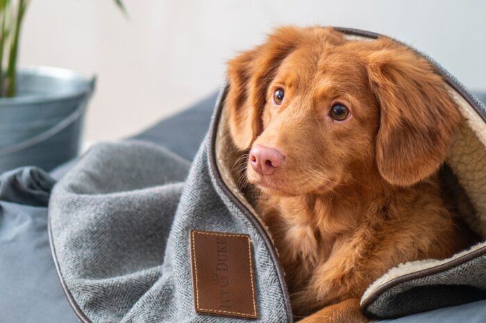 Chakras en animales, cuida la energía de tu fiel amigo