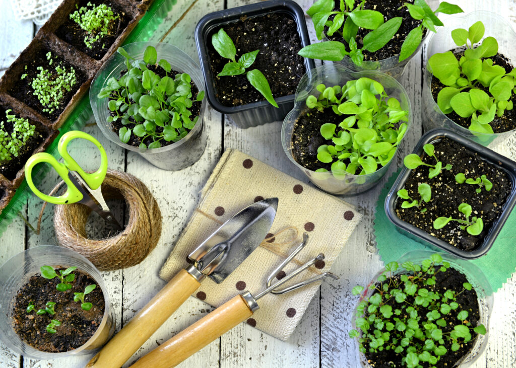 Que se puede plantar en verano