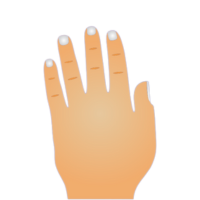 Tipos de Manos en la Quiromancia