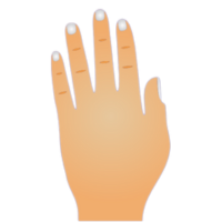 Tipos de Manos en la Quiromancia