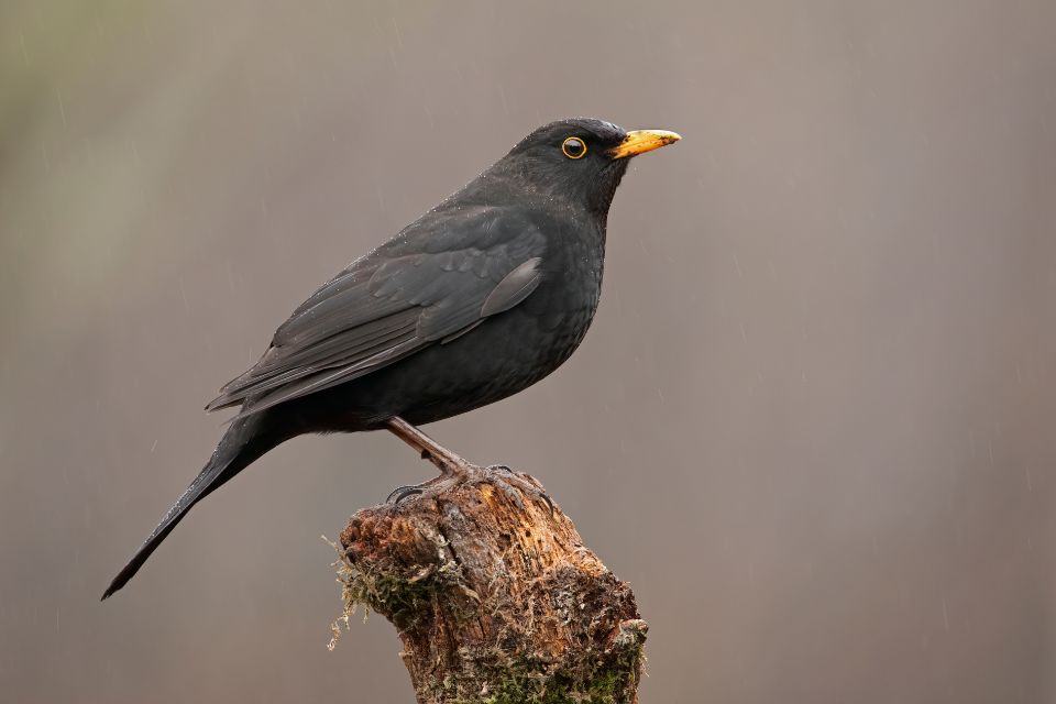 Blackbirds, Crows and Ravens