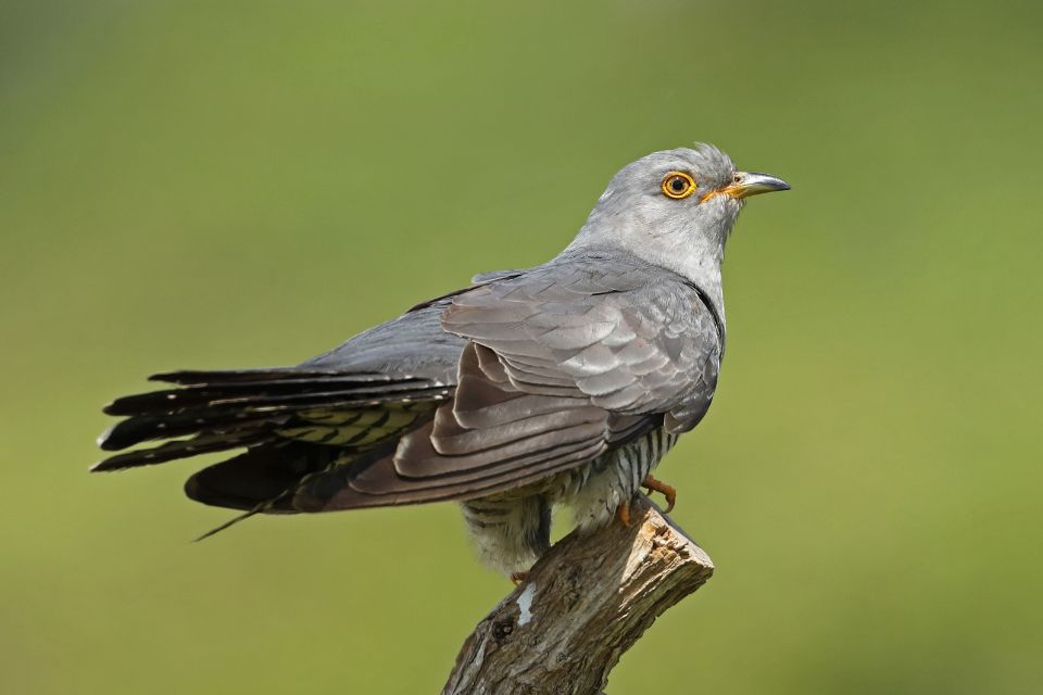 Cuckoo