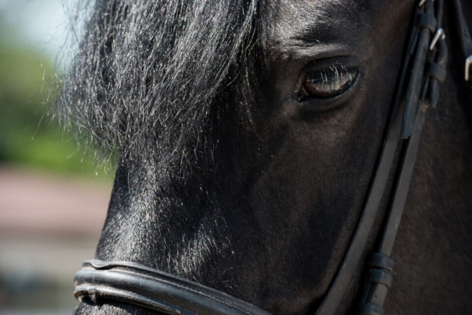 → Sonhar Com Cavalo - Descubra os Significados e Previsões